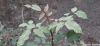 Filename=Kasoor.JPG
Filesize=132KiB
Dimensions=1600x738
Date added=Feb 29, 2020 Kasoor.JPG