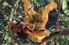 Filename=Parpok.JPG
Filesize=127KiB
Dimensions=938x611
Date added=Apr 21, 2020 Parpok.JPG