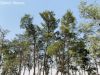 Filename=Pine_IMG-9223.jpg
Filesize=429KiB
Dimensions=1333x1000
Date added=Oct 05, 2022 Pine_IMG-9223.jpg