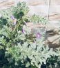 Filename=Solanum_surattense.jpg
Filesize=326KiB
Dimensions=928x1062
Date added=Oct 20, 2021 Solanum_surattense.jpg