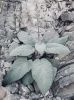 Filename=kalaint.JPG
Filesize=214KiB
Dimensions=759x1014
Date added=Feb 28, 2020 kalaint.JPG