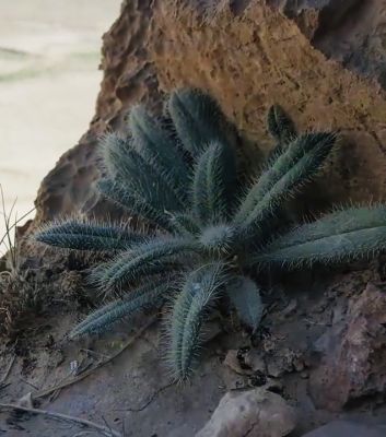 unknown Grass
بلوچستان کوہ ءُ گر پہ وڑ وڑیں درچک ءُ دار، کاہ ءُ  بوٹگ  ءُ پُل ء َ چہ سر ریچ ان ت۔ بلے ایشانی نام زانگ نوکیں نسل ء واستہ باز گران انت چیا کہ نوکیں نسل گوں ایشاں ہچ وڑیں سیادی یا رتک ءُ  ریچ نہ کنت ۔ اے کسانیں  بوٹگے نام درکار انت ۔ 
