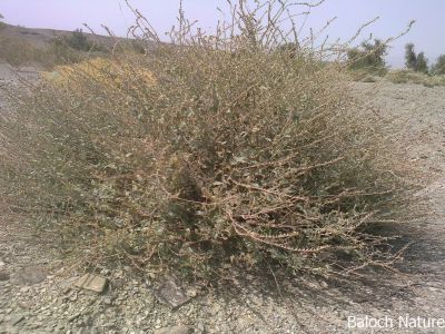 unknown shrub
پجہ بیار
اے بوٹگے نام زانگ لوٹ ات۔ منت وار شمے
