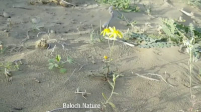unknown Flower
اے پُل ء پجہ بیار
بلوچستان ءِ ریکزار ءُ  کُچگاں وڑ وڑیں پُل رُدیت بلے اشانی  زانگ باز مشکل انت۔ چیا کہ پیش ءَ مردماں  یک یکا اے زانتگ انت بلے انویں مردم ایشاں نہ زان انت بلوچستان حکومت اے تک ءَ ہچ وڑیں کار نہ کنت ۔ اے مئے شمے مڈی انت اشاں باید انت کہ ما بزانیں  ۔منتوار
