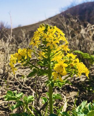 unknown Flower
اے یک ڈولدارین پُل ء بلے نام زانگ نہ بیت ۔ اگاں  شما نام ء زان انت شیئر بکن ات منتوار بیں ۔ 
