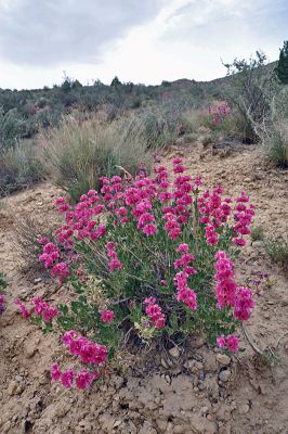 unknown Flower 
پجار اے پُل ءَ
اے ڈولداریں پُل بلوچستان ءِ کوھانی براہ انت بلے ایشانی نام مارا مالوم نہ انت چیا کہ چہ ما چہ باز دور انت ۔اے شال ء کوھاں موجود انت ۔ اگاں کس زانت کنت کومنٹ بدنت منت وار
