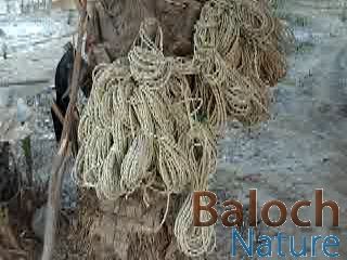 Rope
Chillek
چلّیک
اے ساد ء ارزان تریں زات انت - چلّیک پہ پلّ ے کاپرے لوگے شگزّے واڑے بندگا کارمرز کن انت - چلّیکا کاربندگا پیسر آپان ء کن انت تنکہ میس بکشّیت او نرم بہ بیت بلوچی بتلے استیں 
ھُشکیں چلّیکیں نوں گُٹّا لوپ انت


