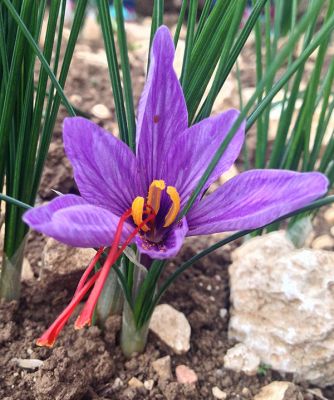 Saffron
زعفران
Zafran
زعفران یک کسانین پیمازے ڈولیں کاہ ء کہ ڈولداریں ُپل پر کنت ۔ اشیے پُلانی توکے سُہریں ریشگاں سر چن انت ۔ زعفران پہ وشیں بوہ یا پہ دوا کار مرز بیت ۔ وراکیانی توک ءَ زعفران مان کن انت کہ ورگ باز وشیں بوہ ءُ تامدار بنت ۔ اے گیشتر کشمیر ء پیداک بیت کہ اودا اشیا کیسر گوش انت ۔ 
