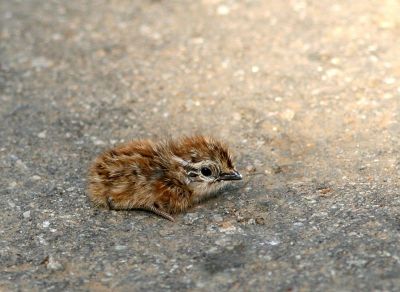 Common Quail chick 
برنجی نکول ء پڈڈ
Brinji nikol e Padd
برنجی نکول ء بلوچی باز نام است ۔ لہتیں جاہاں ایشاں ماشی نکول گوش انت  باز جاہاں ایشاں بٹیر ہم گوش انت ۔ اے زمستان ء مدام گلہانی توک ء بیت گرماگ کڈب ءُ اسپُستانی تہا ٹپیت ۔ بلے وھدیکہ گلہ رون ءُ موش بنت ٹپگ ء جاگہ نہ بیت اے کورانی چپ ءُ چاگرد ٹُپ انت  ءُ پہ وت وراکی درگیج انت ۔ 

