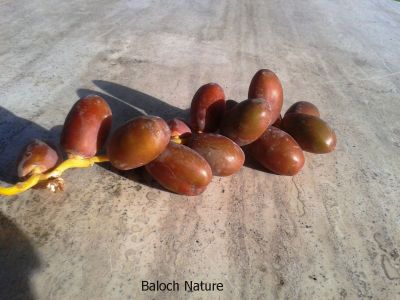 Aoloumb
اولومب
Aoloumb
اولُومب مچانی ھوشاں پر بنت ۔ ھوشاں پنچ ءَ بگر ہپتاد اولُومب پر کنت ہمک اولُمب یک ءَ بگر چل پپُک پر کنت ہمے پپُک پدا رنگ بنت ءُ پوگس ءُ ناہ بنت 
