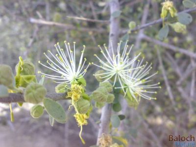 Maerua crassifolia
Jogr e poll o kromag
جُگرے پُل و کرومگ

جگر بلوچستان ء جنگلی نیبگ انت - جگر مچرنگ ء وھدا بر بیت جگرے برا لنڈور گوشنت - جگرے بر باز شرکن انت -۔
بلوچاں گوشتگ
من جُگران بار مُلّاھاں


