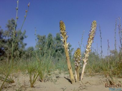  Sand Hyasinth 
Apiro
اپیروُ
اپیرو چونیا بہارے وھدا ریکپادیں ہند و دماگاں و کُچّگاں رودیت - چونایا اپیرو یک کوُٹینگ ء ذات انت بلے دگنیا اشیارا بپاری پُلّ ء لیکت و زانت - اشیے باز رنگے پُل بنت بلے زرد پُل چہ درستاں ڈولدار تر انت -۔

