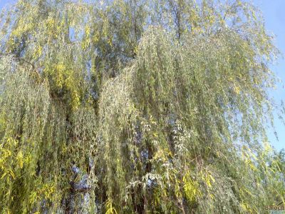 Prosopis Cineraria
کہوُر یا کہیر
وھدے کہور منج بیت- گُڈا چارگ کرزیت - باز ڈولدار اوبیت گیشتر شاہ و لمب ء لُوجان بنت - کہور ء گیشتر اُشتر چریت بلے سیاہ پس ہم کہورے ٹال و شنگراں وارت ۰ زمانگے مردوماں کہورے ھُشکیں شنگر وارتگ انت- بلے مرچاں کم ورانت ء - کہورے داراں لوگے سوُچگے زلورتاں پُورہ کن انت - لُوگے و کاپرے واستہ مناگ، تیر، لاپدار، چُکّو جوڑ کن انت - ڈنگراں چہ پل بندنت - بزاں کہورے ہچ چیز چگل نہ دینت
