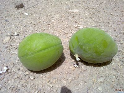 CALOTROPIS PROCERA {SEEDPOT}
Karag e barr
کرگ ء بر
چکّاس ء واستہ اے اکس ایر بوتگ 2 کسّا وتی کومنڑ داتگ انت بزان کہ پجّہ آئورتگ انت -۔

