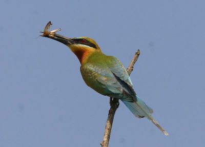 Green Bee eater
کرکی ءُ نیلاں گواھرامُک
Karki. Nillan gwahramok
کرکی ءَ باز ھنداں نیلاں گوھرامُک گوش انت۔ کرکی بلوچستان ءِ وتی مُرک انت ۔ کشارانی ہمرنگیں بلے بُرزی نیمگا کمّ ءِ سُہری است۔ اے بالو پاتو کٹگ کرم شکار کنت۔ اے کسانیں بالی مُرگ ءِ بلے اشیے مستریں زات ءِ استیں کہ موسم ءِ سرا کئیت پدا واتر بیت۔
