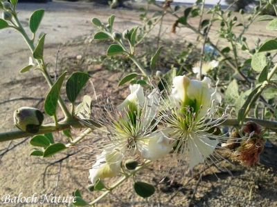 Capparis spinosa

کراگوُ
Karago
کراگو کسانیں درچکے بلے چُو ولّ ء وڈا زمین ء سرا پراہ روت - اے زمستان ء درگت ء ماں ڈگارواں اُو سرکگ ڈنّاں رُودیت - بلے تانسریں گرماگ ء سبزاچک بیت - اسپیتیں پُل ء پر کنت اُو کسانیں دانگ پر کنت اشیا دلوت نہ ورانت پرچا کہ زھریں تام کنت -

