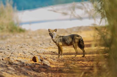 Jackal
تولگ 
Tolag 
تولگ جنگلی گوشت واریں رسترےکہ بلوچستان ءَ چل ءُ پنجاہ سال بے ھساب بوتگ بلکین جنگل وتی بلے مہلونک ءِ پسانی واڑ ہم وتی زانتگ انت دل ءِ کہ اومان کتگ گڈاں چارکی ءِ واڑ پروشتگ ءُ پُلاٹوک ءِ چست کتگ۔ بلے چیزے وھداں بےگواہ بوّگا پد مرچاں پادا زاھری ءِ کتگ، بلے بلوچستان وھدیگیں بلوچستان نہ انت آ وھدے دلوت نیست انت چارگی ءِ واڈ ہم بیگواہ انت باریں نوں تولگ چتور بلوچستان ءَ وتی دائمی میتگ کنت؟
