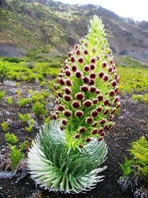 ٖflower of Sulaiman mountain range 
پُل
Poll
اے کوہ ء سلیمان ء پُل انت ۔ بلے نام مالوم نہ انت ۔
