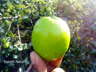 What is it?
Pajja Beyar
پجّہ بیار
