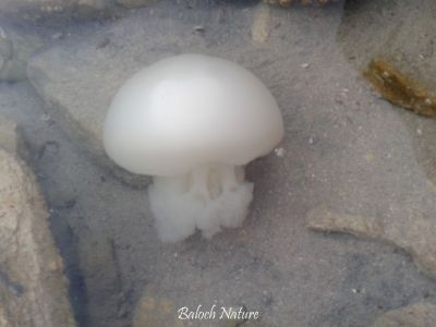 Jellyfish
آپو
Aapo
آپو یک دریائی ساہدار ءِ ۔ اے چہ گونڈیں دریاہاں بگر چہ مزنیں ءُ  جُہلیں آپاں بیت۔ اشیے 30000 سی ہزار نسل است ۔ اے جاگہ جاگہے وشیں آپاں ہم است انت ۔ اے یک کوہیں آپی ساہ داراں زانگ بیت۔  چونایا اے گیشتر تیابدپاں موجود انت ۔ اے حیوانی اعضاء ہم است انت ءُ لہتیں نسل ءَ بیست ءُ چار چم ءِ پر ۔ بلے ایشاں ہُرتگندانی سرا گندگ بنت ۔ آپو زھریں ساہدارے اگاں تئی جان ءَ بڈوکیت یا ٹچ بہ بیت تئی جان ھارشت دنت ہنچو سما بیت کہ تئی جان کنٹگ لگگگا انت۔ آسٹریلیائے آپو اگاں ترا ٹچ بہ کن انت ترا الم ءَ ڈاکٹرا روگ لوٹ ات۔ نا تئی زندگ بوّگ گارنٹی نہ بیت۔ بلوچستان ءِ تیاب دپاں ترا باز دست کپیت بلے گیشتر موسم ءِ ِ وھد ءُ پاساں کاہنت۔ مدامی دست نہ کپ انت ۔ 

