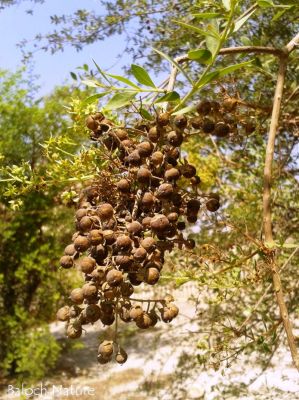 Henna [Lawsonia inermis]

Enni
ھنّی
ھنّی کسانیں درچک ء چو مورتے وڈیں تاک پر کنت - بلوچستان ء توکا ھنّی ء ٹوۃیں بستارے است - ھنیے تاکاں ھشک کن انت او دروش انت آرت کن انت - پدا دستاں پر کن انت دستاں سُہر کنت - گیشتر سورانی مراگاہ ء ھنّی کارمرز کن انت - پیریں مردم وتی سرے پُٹ او ریشاں گہں ھنی رنگ دینت - بلوچستاں ء ھنی نامدار انت
