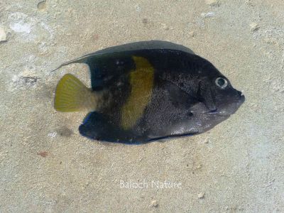 Yellow bar anglefish 
