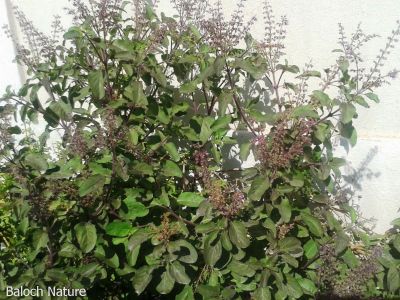 Ocimum tenuifloru
کلمپُر
Kalampor
اے نازبوے تہریں یک نازبوے کہ بلوچی ءَ اشیا کلمپُر گوش انت ۔ چونایا کلمپُر دگہ چیزے کہ بزار ءَ بزاں مسالہ ءَ کار مرز بیت ۔ بلے اشیا ہم کلمپُر گوش انت ۔ 
