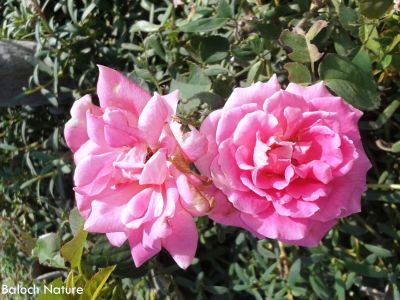 Rose
گلاب
Golab
گلاب کسانیں بوٹگ ءِ کہ اشیے صد زات انت ہمک ءِ وتی کردار ءِ است ، چونایا گلاب کسانیں کنٹگی درچک ءِ کہ نرم ءُ نازُرکیں پُل پر کنت ءُ وتی پُلانی وش بوہی ءَ باز نام دار انت ، گلاب ءِ توک ءَ انچیں زات است کہ ہپت میٹر ءَ دراج بنت بزاں چو ول ءِ وڑا سر کپ انت ۔ بلے گلاب ءِ اے وڑیں زات است چو پٹکیں سول ءِ وڑا بُج بیت ۔ ہمے وڑا ایشانی پُلانی تب وڑ ءُ پیماں ہم باز پرک است ، درستیں گلاب وشیں بوہ ہم نا کن انت، بلے گیشتر وشیں بوہ کن انت ۔ گلاب ءِ پُل ءِ ہمے وڑا بوہ وش انت ہمے وڑا آئیے رنگ دروشم ہم ڈولدار انت ۔
