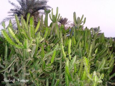 Euphorbia royleana 
ڈنڈا تور
Danda tor
