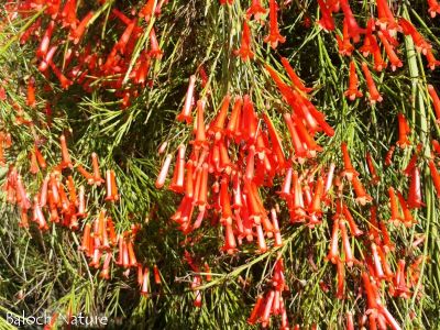Russelia equisetiformis
رسیلا
Rasilla
رسیلا کسانیں دراجیں سُہریں پُل پر کنت اے مئے ملکانی گیشترے وڑا انت ۔ بلے با ز بُرز نہ بیت ۔ 
