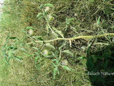 Physalis
کوہی لیلان بلُک
Kohi lilan balok
لیلاں بلوک گونگیں کسانیں بہارکاہ ءِ کہ یک یک دانگ پر کنت بلے دانگ ءِ نازُرکیں تزمُکیں پوش ءَ انت کہ باز ڈولدار انت ۔ بلوچستان ءکیچ ءِ 
