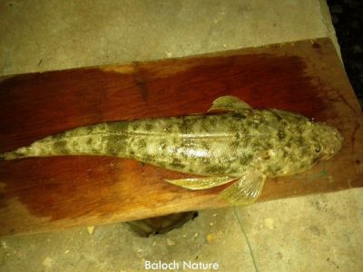 Leptocottus armatus
شُر
Shorr
شُر وشیں آپ ءُ سوریں دویں آپ ءَ است انت ۔ بلے سوریں آپ ءِ مزن تر انت  ۔ اشیے باز زات است انت کہ لہتیں باز مزن انت ۔ 

