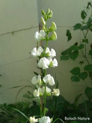 Hyacinth Bean
والور
Waloor
والور چونایا یک دھل ء ۔ بلے بلوچستان ء کوھنیں دھل ء نہ انت - بلوچستان مرچاں والور کشاورزی کن انت - والور درچکے نہ انت بلکنگا یک ولّ ات کہ وتی برجاہ دارگ واستہ درچک او داراں سر کپیت - والور ماک ء وڑیں اسپیت او جمو پُل پر کنت کہ باز ڈولدار انت ۔ والور کوسرک پر کنت کہ سبزی جوڑ کن انت ۔
