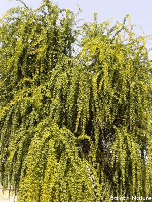 Unknown tree
درچک زانگ نہ بیت
Drachk zanag na bit
اے یک ٹوہیں ءُ ساھگ داریں درچک ءِ بلے نام ءِ زانگ نہ بیت ۔ شمارا کسے پجہ کاریت گڈا کومنٹ بکنت۔ 
