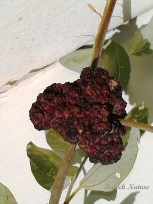 Tree fungus 
درچک ءِ گُک
Drachk e gokk
درچک ءِ گُک بزاں یک بیماری ۔ اے لہتیں درچکاں بیت۔ ہمک درچک ءَ اے وڑیں گُک پر نہ بیت ۔ اے کُنر انت کہ گُک ءِ پر ۔ 
