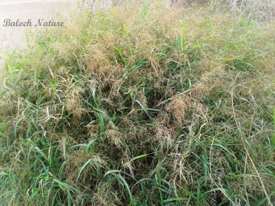 Aleppo Grass (Sorghum halepense)
Gomaaz
گوماز
گوماز یک ڈالیں کاہے کہ کُچّگاں بگر تاں ریکپادین ہندو دماگاں رودیت - گوماز گیشتر گرماگی کاہے - تانسریں گرماگا سبز سبز بیت- بلوچستان ء توکا گوماز گیشتر بیلہ ء ہند دماگاں رودیت - تمپ ء نزّیکا یک میتگے نام ء گومازی انت - ۔
بلوچی پتل ء استیں -۔
من وتی گومازاں گوریزاناں 
تو دگہ گومازی نگن پتکگ

