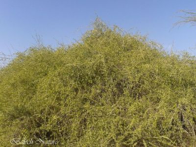 Salvadora Persica
توج
Tooj
توج یک درچک ء کبّر ء ہم رنگ انت بلے کبّڑ بُرز بیت او توج بُج بیت تاک کمّے کستر بنت ۔ توج ء اُنڈال او بارگیں شاہاں زورنت او مزواک ء لٹّوک جوڈ کن انت۔ بلے مرچاں ڈنّنی ملک توچ ء دنتانی کریم جوڈ کنگان انت۔ بلوچستان ء توج درچک باز ھنداں سک باز انت ۔

