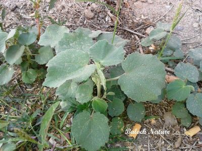 Abutilon Pannosum
جنّی کاکینک
Jenni Kakaink 
جنّی کاکینک کسانیں درچکے کہ ماں ٹوہیں درچکانی بگل ء رودیت - اے سال دوازدہیں ماہاں سبز انت - اے گردیں تاک پر کنت او زردیں پُل ، باز ڈولدار انت 
اے اکس ءِ توکا جنّی کاکینک دانگ انت ۔

