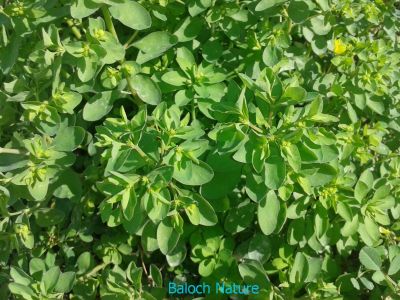 Petty Spurge
زھریچک
Zahrichk
اے یک کسانیں کاہے گیشتر ماں زمستانء ڈگارانی توکا رودیت - اشیا پا گیشتر کاہا کارمرش کن انت - بلے اگاں تو ھیال گور مکنے زھریچکے شیرگ چمّانی واستا شر نا انت - چمیشکا زھرچکے چینگا رند دستاں شود یت تنکہ تاوان مہ دنت -۔
