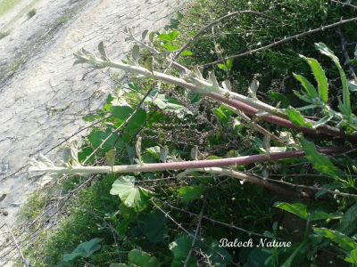 Capparis spinosa
کراگوُ
Karago
کراگو کسانیں درچکے بلے چُو ولّ ء وڈا زمین ء سرا پراہ روت - اے زمستان ء درگت ء ماں ڈگارواں اُو سرکگ ڈنّاں رُودیت - بلے تانسریں گرماگ ء سبزاچک بیت - اسپیتیں پُل ء پر کنت اُو کسانیں دانگ پر کنت اشیا دلوت نہ ورانت پرچا کہ زھریں تام کنت - کراگو ادا گورونڈ انت ۔ 
