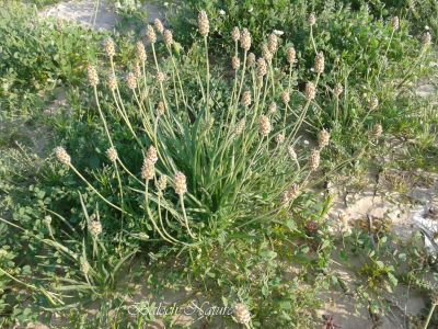 Plantago boissier
دانیچک
Danichk
دانیچک کسانیں کاہ ء ماں بہارگاہء رودیت - اے درمانیں کاہے کہ پہ درمان ء ھاچت ء کارمرز کن انت ء - وھدے زمانگ ء دانیچکے دانگ ہورت ہورتا ساتگ انت آپ ء گونا تر کتگ انت و جنیناں وتی رستگیں سرا جتگ انت کہ دو دو ہپتگا سرے موداں رندگ نا لوٹتگ - بلے مرچاں اسپاگول نام ء سرا لاپ ء ریچگ و بند کنگے واستا کارمرز کن انت - کولسٹرول ء بیمار اگاں ہمک روچ دانیچک کارمرز بکنت آہے
