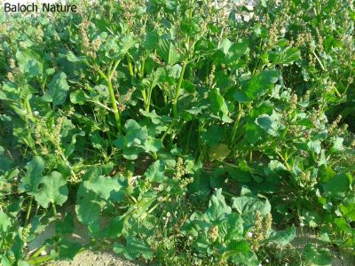 Devil's thorn (Emex spinosa)
ہری گوش
Hari Gosh
ہری گوش وترودیں کاہے - گیشتر میدانی ہند و دماگاں بہار ے وھد ء رودیت - کسانیں تاکاں کاہُک کن انت بلے کم مزن بیت گُڈا بُن رودین ات چو گزّرک ء ودا بیت چُک اشیا درکن انت و ورانت - چیا کہ تامدار و شرکن انت 

