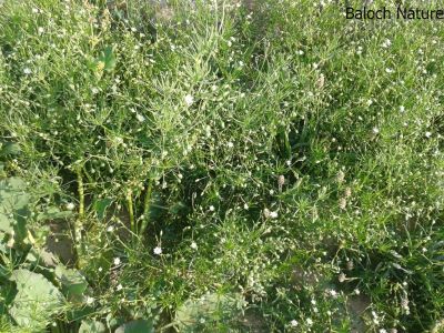 Corn Spurry. Spergula arvensis
ڈنڈلو
Dandalo
گونڈیں ءُ بارگیں ورّودیں کاہے، کہ گیشتر گلّہہ ءُ جوانی ڈگارانی توک ءَ رودیت - اشیا کاہُک ءِِ وڈا کارمرز کن انت
نمنتوک ءُ ڈنڈلو ہردو گُہاراں 
مات ءِ مُرتگ بلے پُرس نہ داراں
