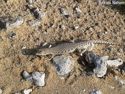 MOJAVE FRINGE-TOED LIZARD
ریکی کیپُک
Riki kipok
اے کیپُک گیشتر ریکی جاہاں بیت ۔ نرمیں کیپُک ات کہ مردم ءَ گندیت چو آدگہ لولوکانی وڑا نہ تچیت
