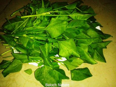 BLADDER DOCK ۔Rumex vesicarius
کوہی تروپشوک
Kohi tropshok
کوہی تروپشوک یک کاہے ، یک سلادے ، او زیبداریں پُل ءِ ۔ بلوچستان ءِ ڈلپادیں ھند ءُ دمگاں کوہی تروپشوک رودیت ، کسانین ءُ نازورکیں تاکاں سر چننت ءُ ورنت ، دلوتانی کاہ ءِ بلے آھرا پُل بیت تاں دیراں وتی پُلاں داریت ۔

