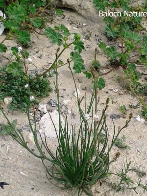Onionweed (Asphodelus fistulosus)
پیملوُ
Pimalo
پیملوُ پیمازے وڑیں بلے بارگ تریں تاک پر کنت - بہارگاہ ء دریچا کشارانی تہا، میدان او جنگل ء رودیت - وھدے کسان بیت اشیا دلوت چرنت او مردُم کاہُک جوُڈ کن انت - مزن بیت گدا ہمُک بُن دہ تاں بیست کیرینگ پرکنت کسانیں اسپیتین او سُہریں لکیریں پُل ء پر کنت کہ باز ڈولدار بیت - اپریل ء زرد ترّاں بیت گُڈا دانگے ھُشک بیت تُوم ء رچنت تو اے درگتا درُچک، شاتُل اوُ کپوت دانانی چناگ او ورگ ء پیملوانی توک ء رم رما نندانت او بلوچ شکار کن انت- انچو مالوم بیت کہ پیملو شکارجاہ جوڑ بیت
