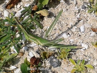 Snouted Grasshopper
بیبی فاطمہ ءِ اپس
Bibi Fatoma e Aps
اے یک ٹوہیں کٹگ ِ کیچ ءَ اشیارا بیبی فاظمہ ءِ اہس گوش انت۔ بلے بازجاہان اشیارا دگہ ناماں توار کن انت چوش کہ ''ملا مدگ ''  اُشتری مَدگ'' زھم جن '' بگ ''۔ اے باز ڈولدار انت ءُ اشیے دو نمونگ بلوچستان ءَ است ۔ یک ءِ گندیم انت ءُ دومی سبز انت ۔ 
