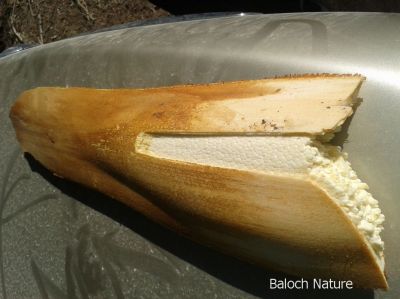 ُPalm male Lateral Bud
اکیم
Akim
اکیم گنش ءِ نازرکیں  پودام انت ۔ اے تنگا نوک انت ۔ کہ اشیا کش انت ءُ کنش ءِ نازُرک انت ءُ ورنت ءِ اے وراگ ءَ باز وش انت ۔ 
