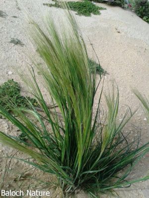 Stipa capensis
روباہ - دْمب
Robah-Domb
اے یک بھارکاہے ریکپادیں ہند و دمگاں رودیت - کساس دو فٹ ء برز بیت 
دراجیں ھوش ء پر کنت و حوش ء ریشگ پر بیت
ھوش ء چو روباہ ء دمب ء وڈا انت - چمیشکا روباہ دمب ء گوشنت
