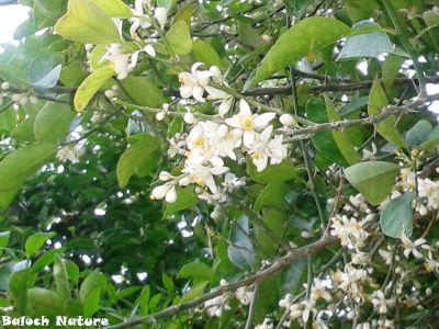 Lime is blooming
لیمبو
Limbo
لیمبو بلوچانی کدیمیں نیبگ انت - او چہ زمانگ ء بلوچ لیمبوے کشاورزی کتگ - مرچی باندا لیمبو پہ بے و شر ے واستہ کش انت - او بلوچستان ء لیمبوے یک نیادی ء ترا ہمک وھدا لیمبو دست کپیت -۔
